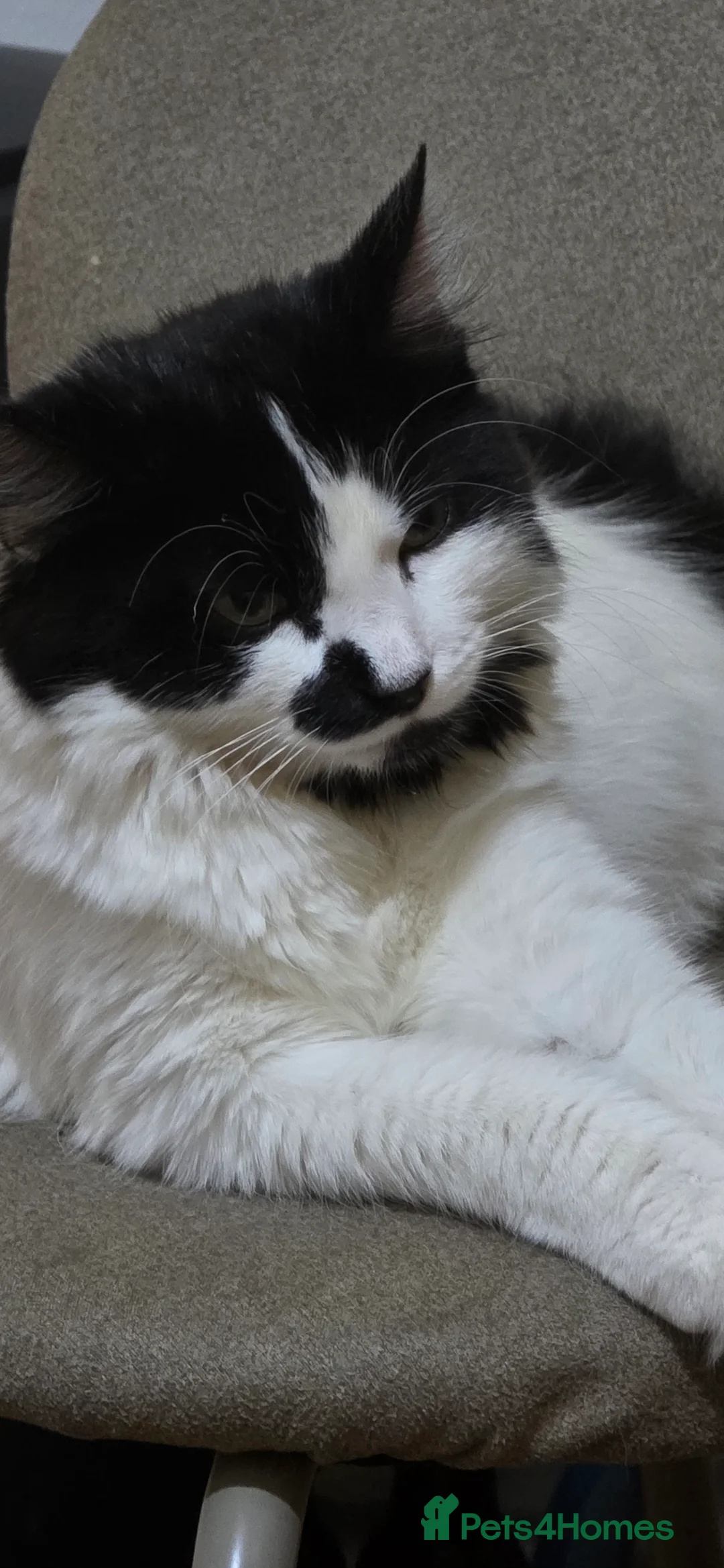 Turkish Angora cats for sale: Cat for sale  - Advert 1