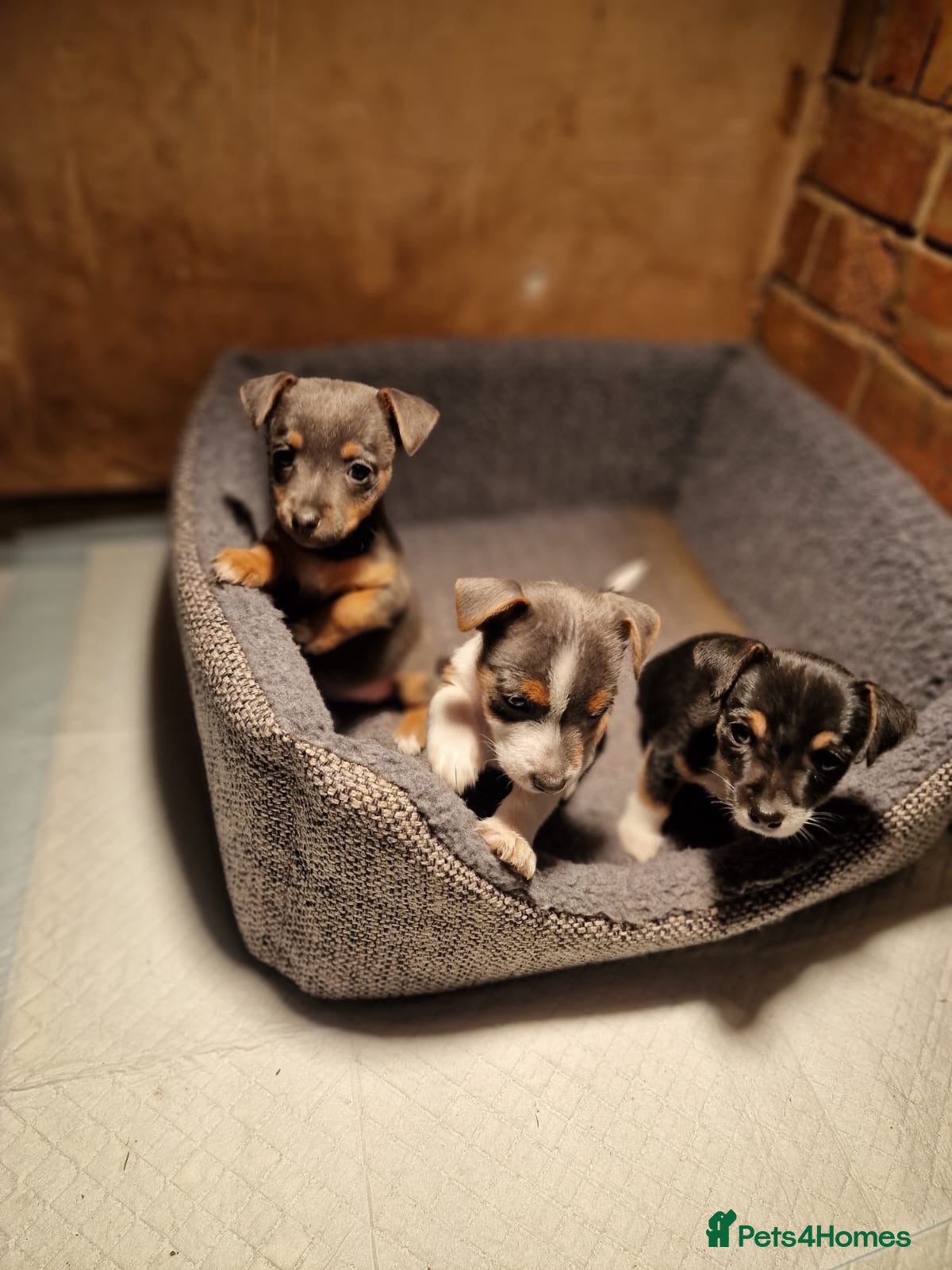 Jack Russell dogs for sale: Exceptional miniature jack russels - Advert 1