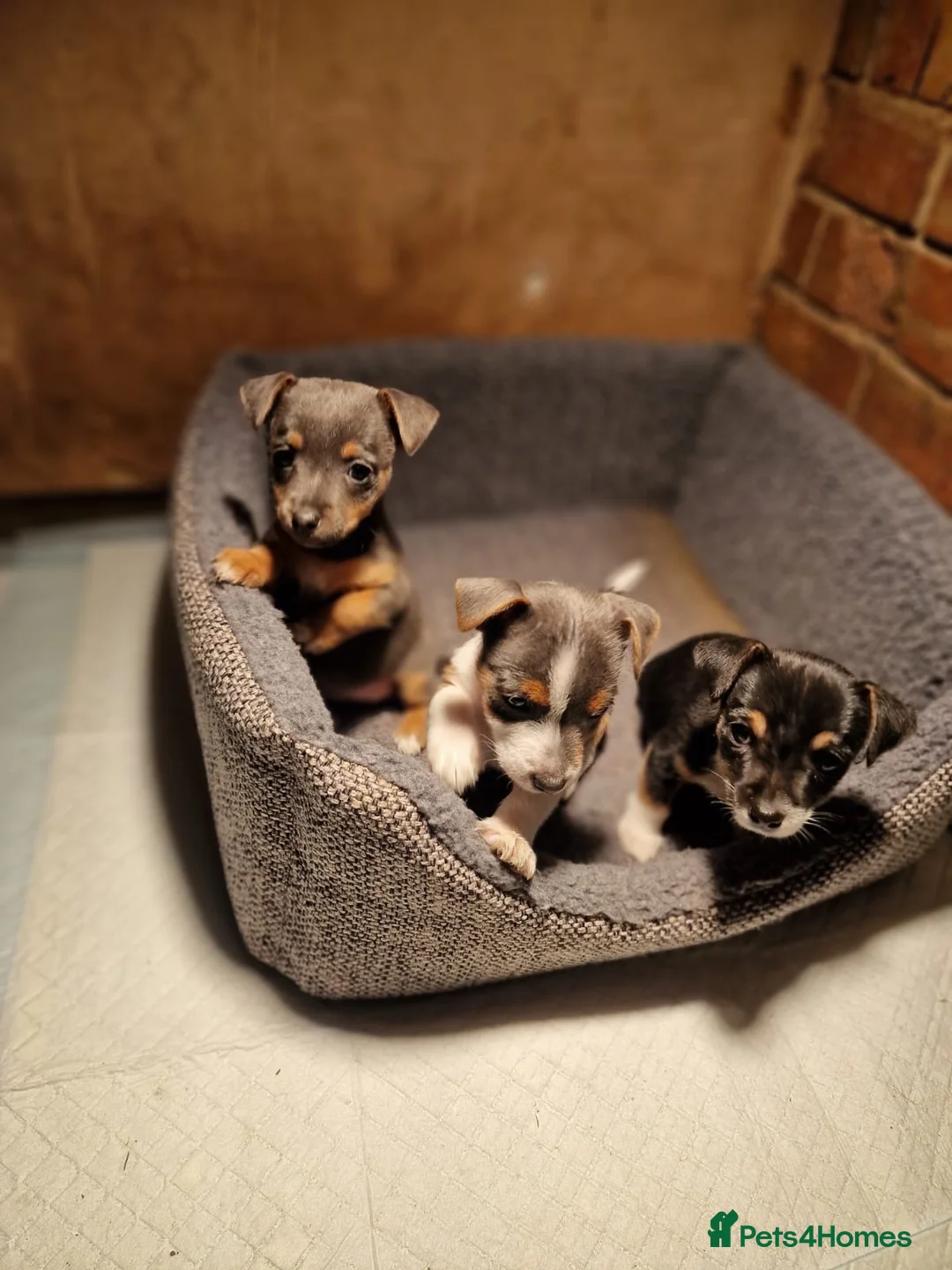 Jack Russell dogs for sale: Exceptional miniature jack russels - Advert 1