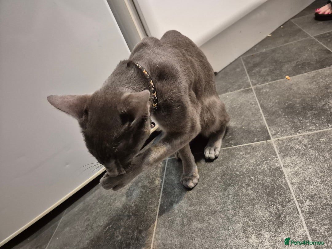 Oriental cats for sale: Beautiful blue/gray oriental kittens - Advert 19