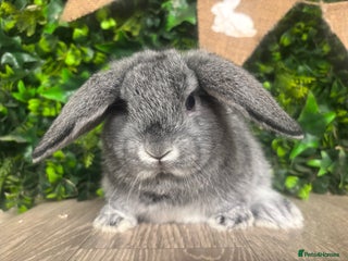 Mini Lop rabbits BEAUTIFUL BABY LOP BUNNIES - Advert 12