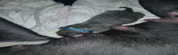 Cane Corso dogs for sale: Cane corso pup in Birmingham - Advert 22
