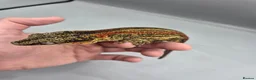 Gecko reptiles for sale: Proven breeder Red striped gargoyle gecko - Advert 5