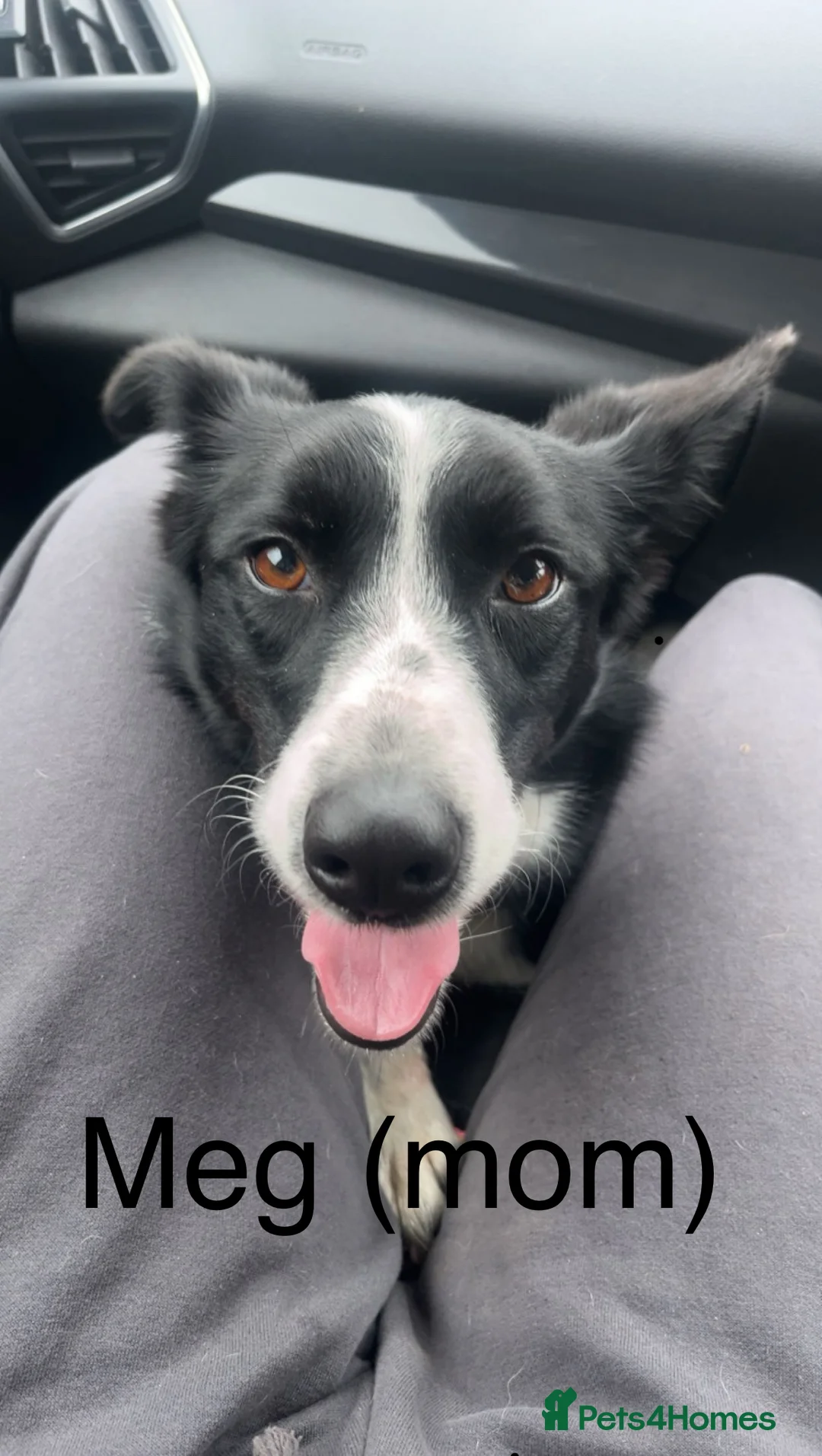 Border Collie dogs for sale: Gorgeous Border collie puppy for sale  - Advert 2