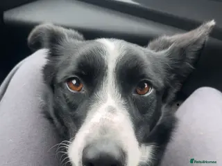 Border Collie dogs Gorgeous Border collie puppy for sale - Advert 1