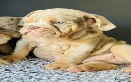 English Bulldog dogs for sale: READY NOW LILAC MERLE ENGLISH BULLDOG BOY in Gunnislake - Image 21