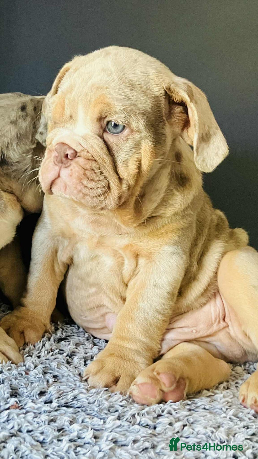 English Bulldog dogs for sale: READY NOW LILAC MERLE ENGLISH BULLDOG BOY in Gunnislake - Image 21