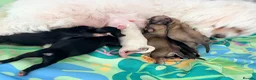 Mixed Breed dogs for sale: Malchi puppies in Bathgate - Advert 5