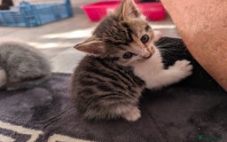 Brazilian Shorthair cats for sale: 2x 13 weeks kittens British shorthair  - Image 3