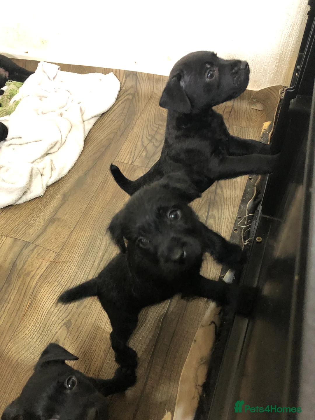 Patterdale Terrier dogs for sale: Patterdale puppies  in Burnley - Advert 3