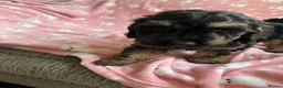 Cockapoo dogs for sale: F1 cockapoos - Advert 7