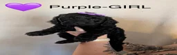 Cockapoo dogs for sale: Beautiful Cockapoo puppies  - Advert 10
