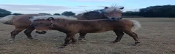 Miniature horses for sale: American miniature colt foal  - Advert 3