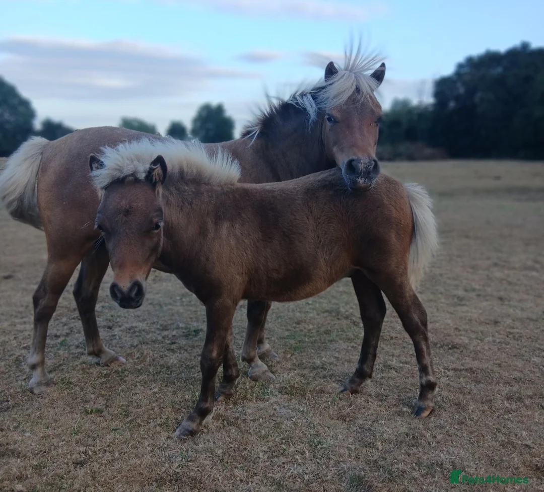 Miniature horses for sale: American miniature colt foal  - Advert 3