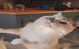 Ragdoll cats for sale: Blue Tortie tabby mitted ragdoll girl - Advert 3