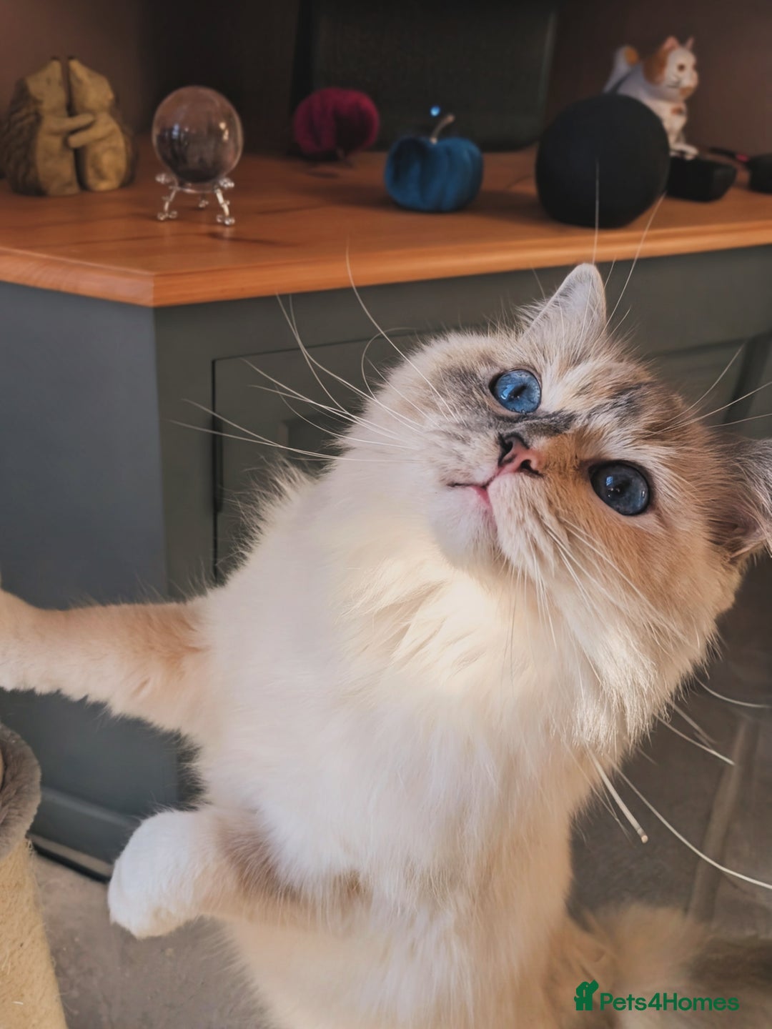Ragdoll cats for sale: Blue Tortie tabby mitted ragdoll girl - Advert 3