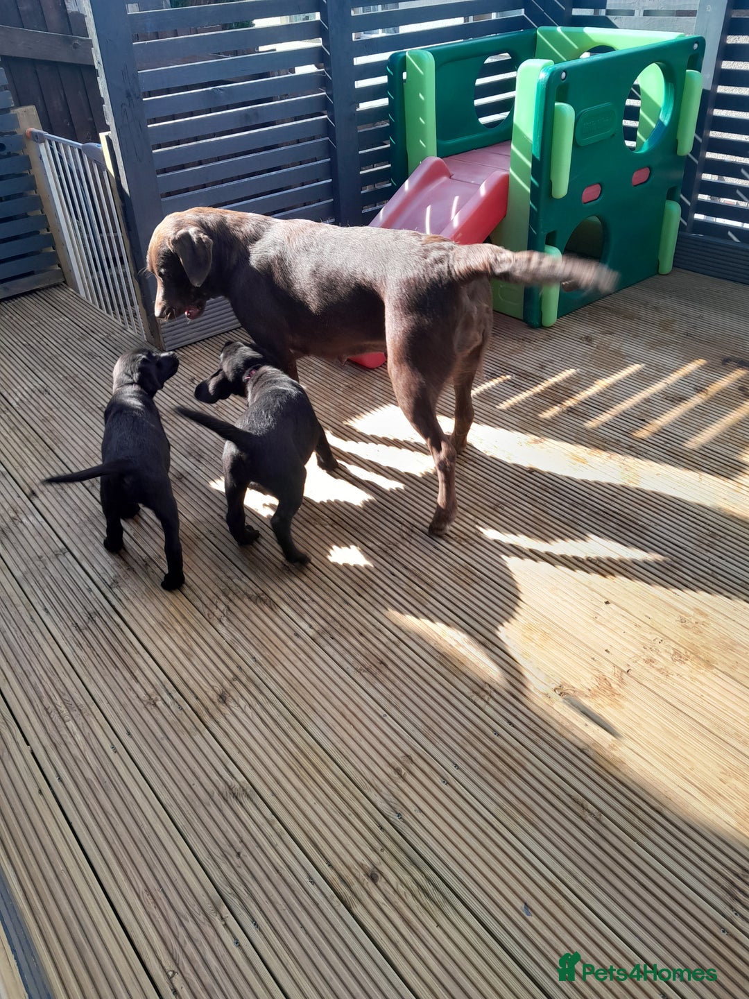 Labrador Retriever dogs for sale: Labrador Puppies Vet checked Ready to be rehomed - Advert 10