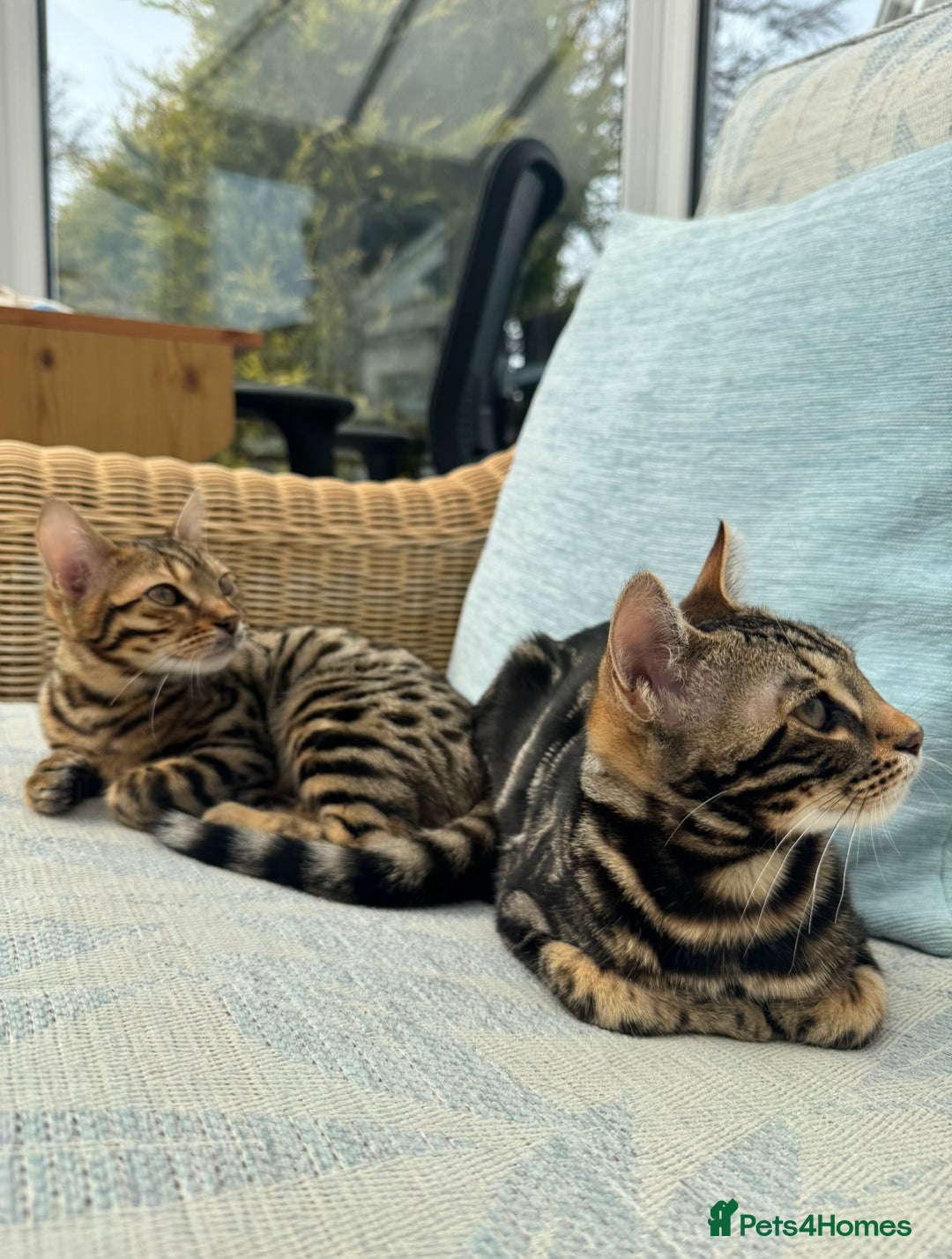 Bengal cats for sale: 2 beautiful Bengal kittens for forever home - Image 5