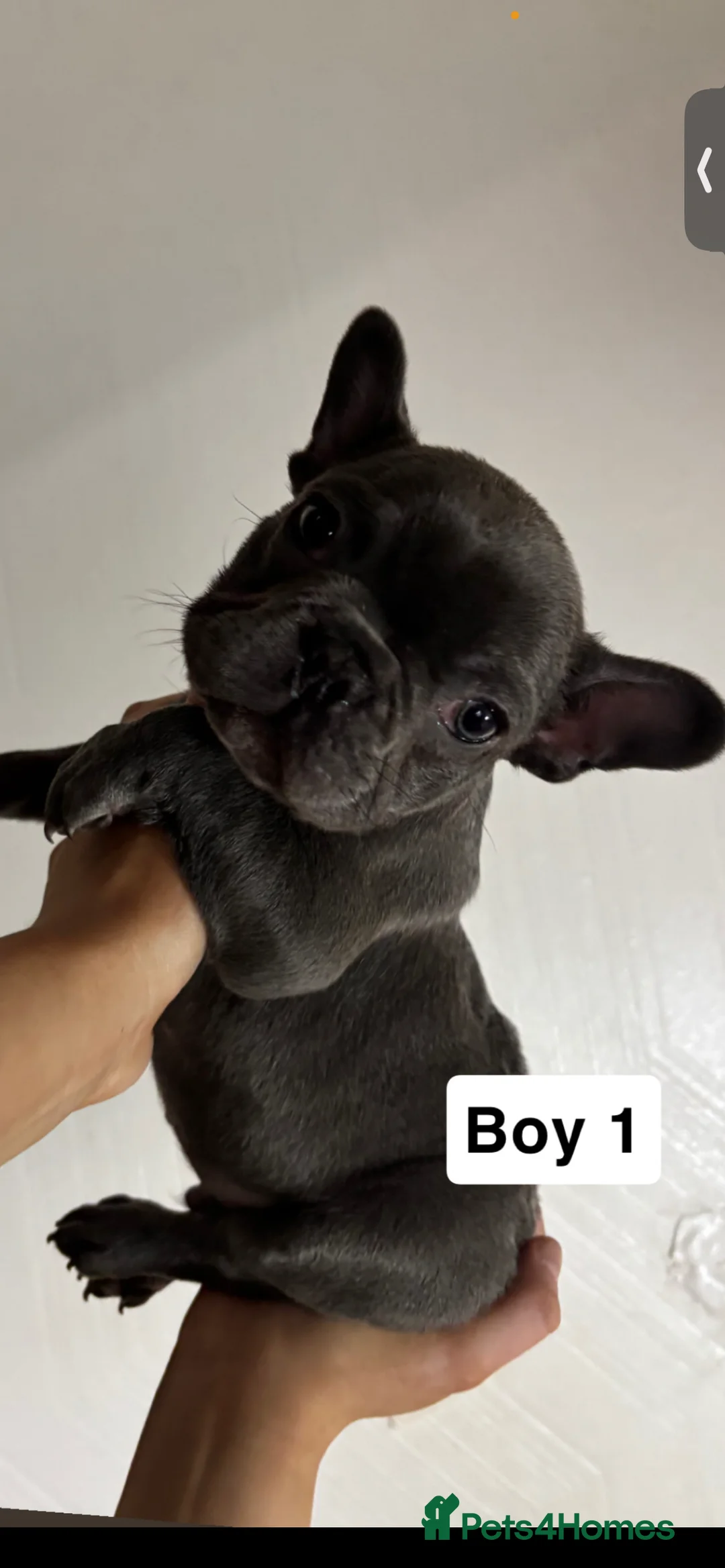 French Bulldog dogs for sale: 2 french bull dog puppies  - Advert 4
