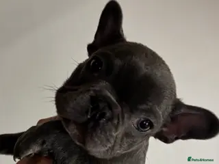 French Bulldog dogs 2 french bull dog puppies - Advert 14