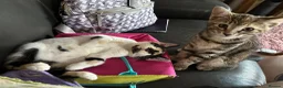 Mixed Breed cats for sale: Stunning kittens available now - Advert 28