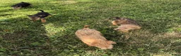 Lakeland Terrier dogs for sale: Lakeland Terrier pups - Advert 9