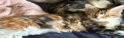 Maine Coon cats for sale: Stunning Maine Coon Kittens Looking for 5⭐️ Homes - Advert 11
