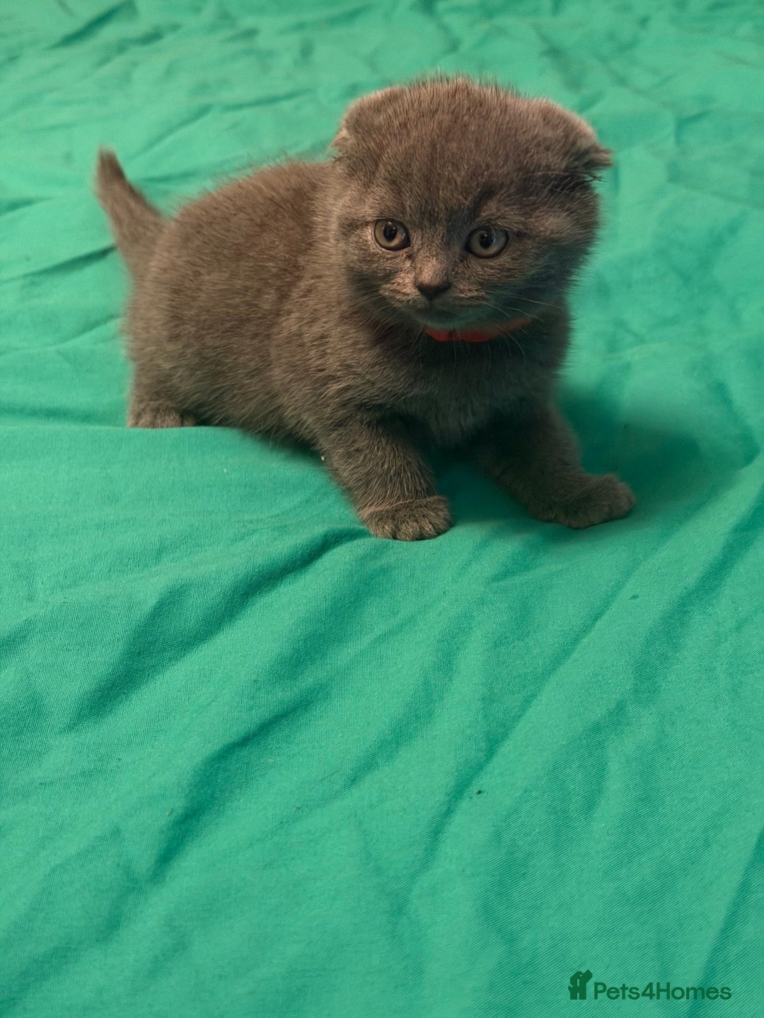 Scottish Fold cats for sale: Scottish fold kittens - Advert 24