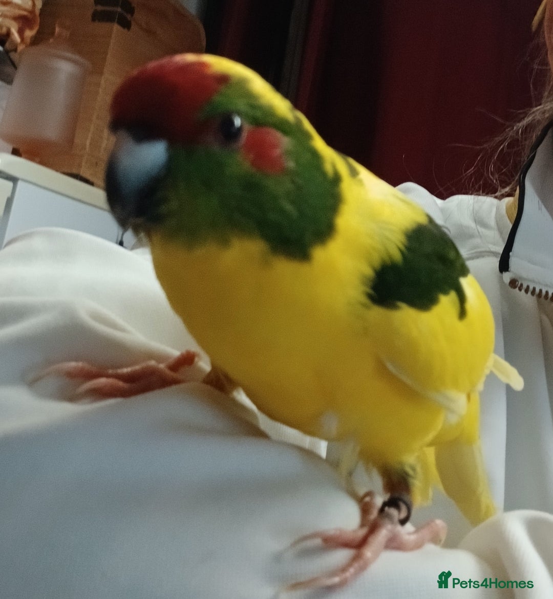 Parakeets birds for sale: Kakariki's x4 handreared kakariki's  - Image 26