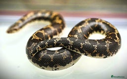 Snake reptiles for sale: Male Kenyan Sand Boa - Image 9
