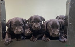 Labrador Retriever dogs for sale: FULLY HEALTH TESTED PARENTS,Smart,Tidy Lab Puppies - Image 3