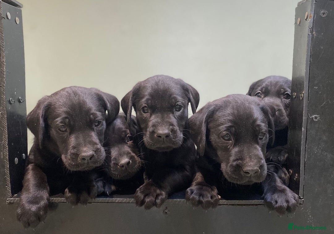 Labrador Retriever dogs for sale: FULLY HEALTH TESTED PARENTS,Smart,Tidy Lab Puppies - Image 3
