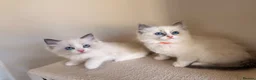 Ragdoll cats for sale: Fluffy Ragdoll Kittens🐾 in Peterborough - Advert 18