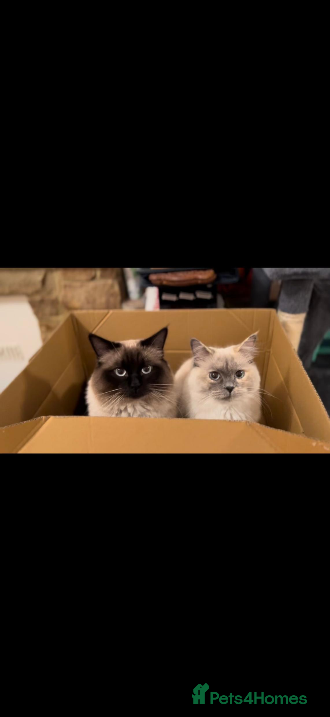 Ragdoll cats for sale: Two ragdoll cats for sale  - Advert 3