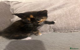 British Shorthair cats for sale: British short hair x toriti  - Image 1
