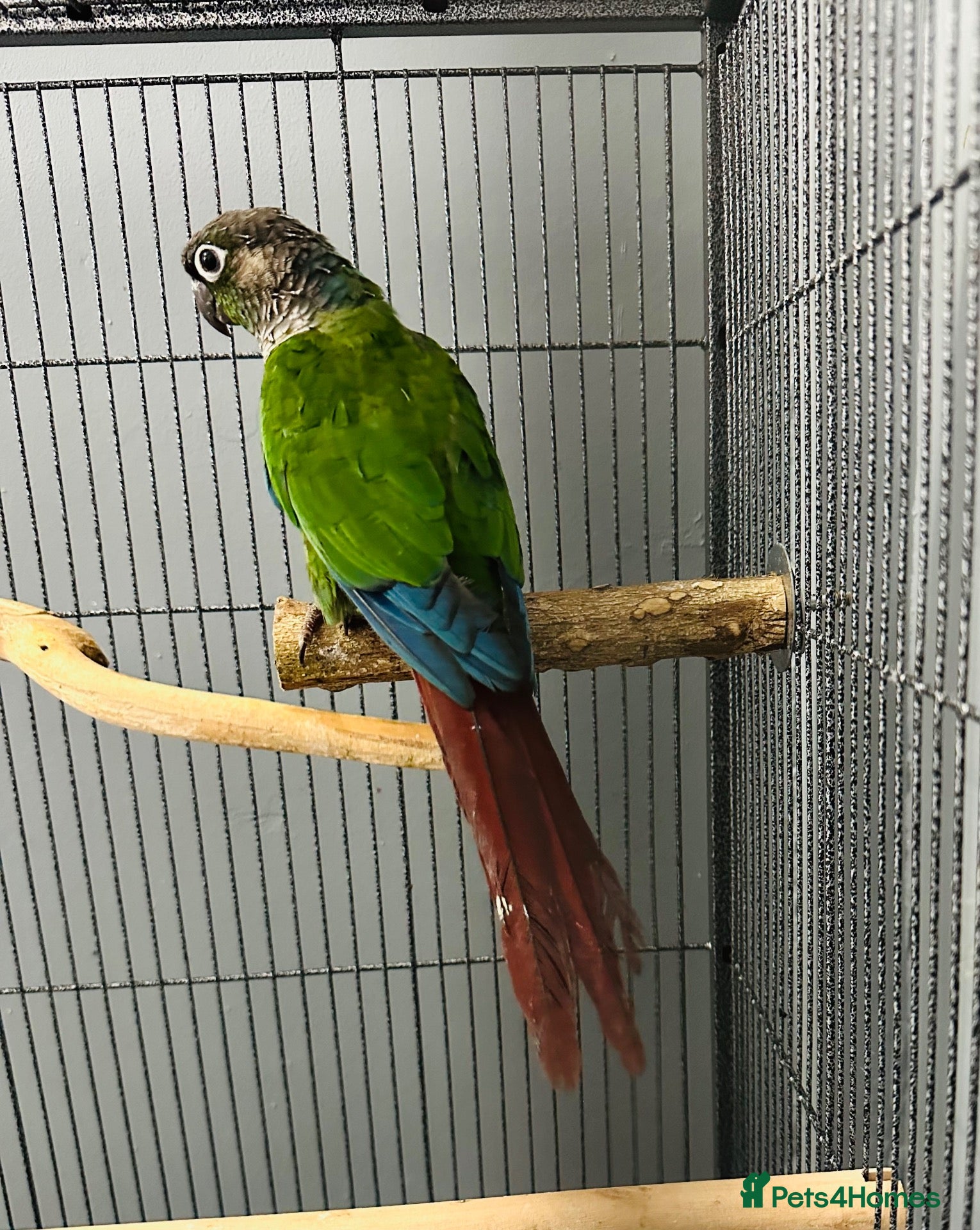 Conures birds Green-cheeked Conure  - Advert 1