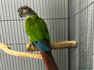 Conures birds Green-cheeked Conure - Advert 1