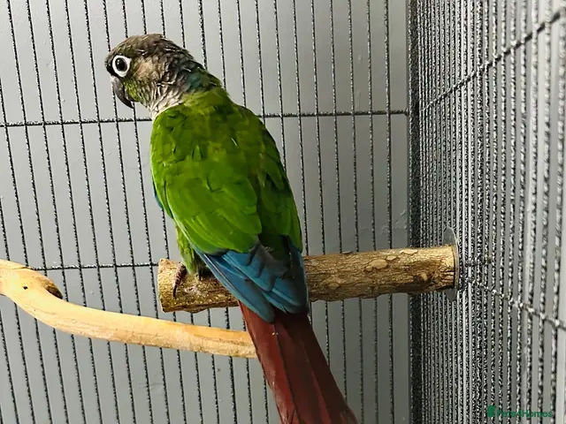 Conures birds Green-cheeked Conure - Advert 1