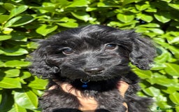 Cockapoo dogs for sale: Stunning Cockerpoo Puppies - Image 3