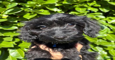 Cockapoo dogs - Advert 1