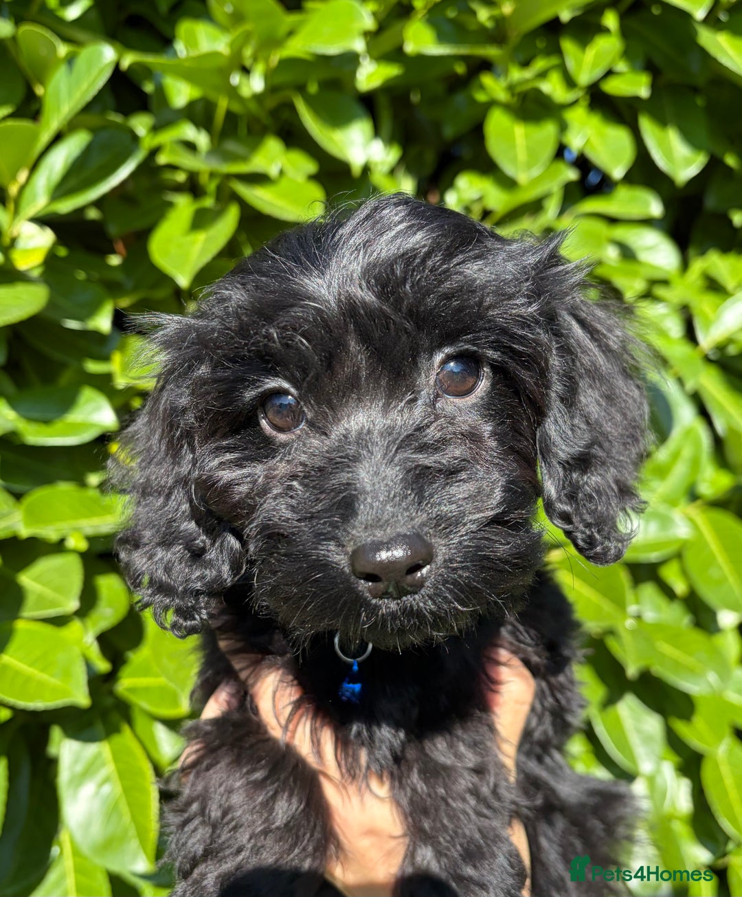 Cockapoo dogs for sale: Stunning Cockerpoo Puppies - Image 3