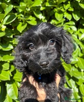 Cockapoo dogs - Advert 4