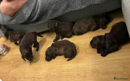 Sprocker dogs for sale: 6 beautiful Sprockers for sale - Image 7