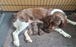 Toy Poodle dogs for stud: KC CHOCOLATE PHANTOM TOY POODLE in Willenhall - Image 34