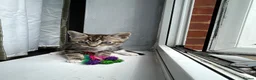 Mixed Breed cats for sale: STUNNING ABYSSINIAN X TAB URGENTLY NEEDING HOME🚨 - Advert 7