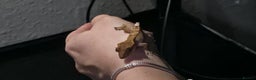 Gecko reptiles for sale: 4 Month old Crested Gecko with setup - Advert 5