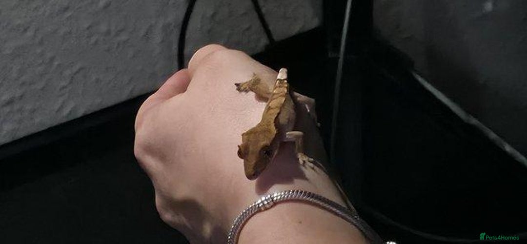 Gecko reptiles for sale: 4 Month old Crested Gecko with setup - Advert 5