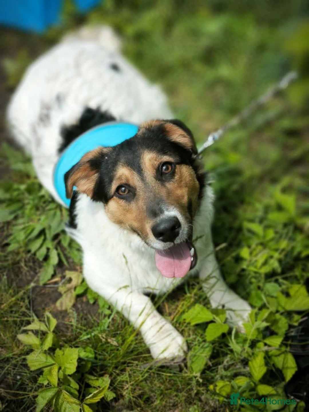 Mixed Breed dogs for adoption: 💙🐶 CASPER 🐶💙 - Image 18