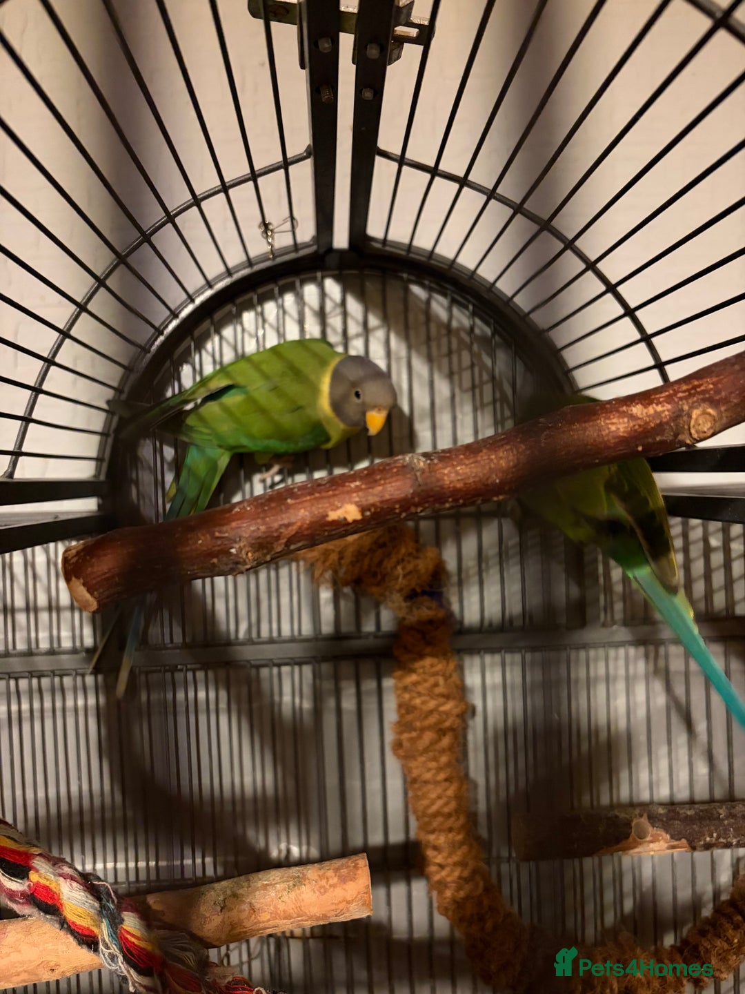 Parakeets birds for sale: Plum Headed Parakeet - Advert 3