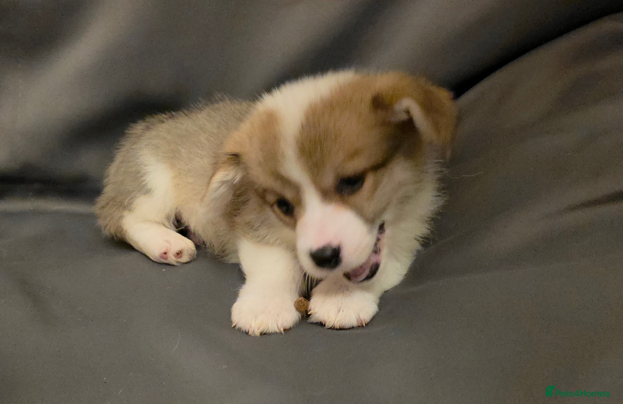 Welsh Corgi Pembroke dogs 33rd Generation RKC Mixed Tail Pembroke Corgi Pups - Advert 2